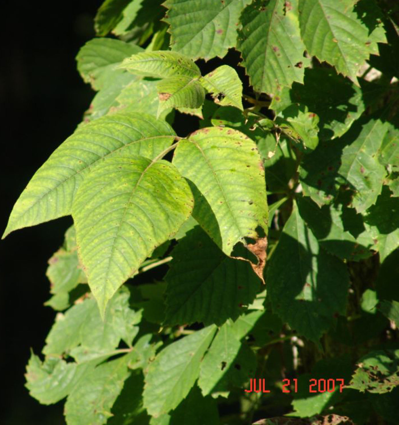 Homes Poison Ivy